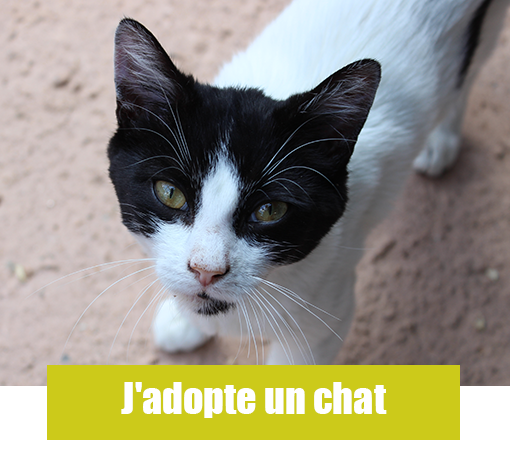 jadopte un chat page accueil site joomla