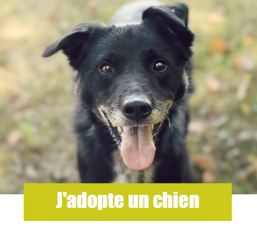 jadopte un chien page accueil site joomla